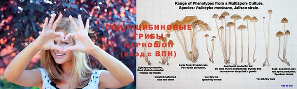 ПСИЛОЦИБИНОВЫЕ ГРИБЫ Няндома